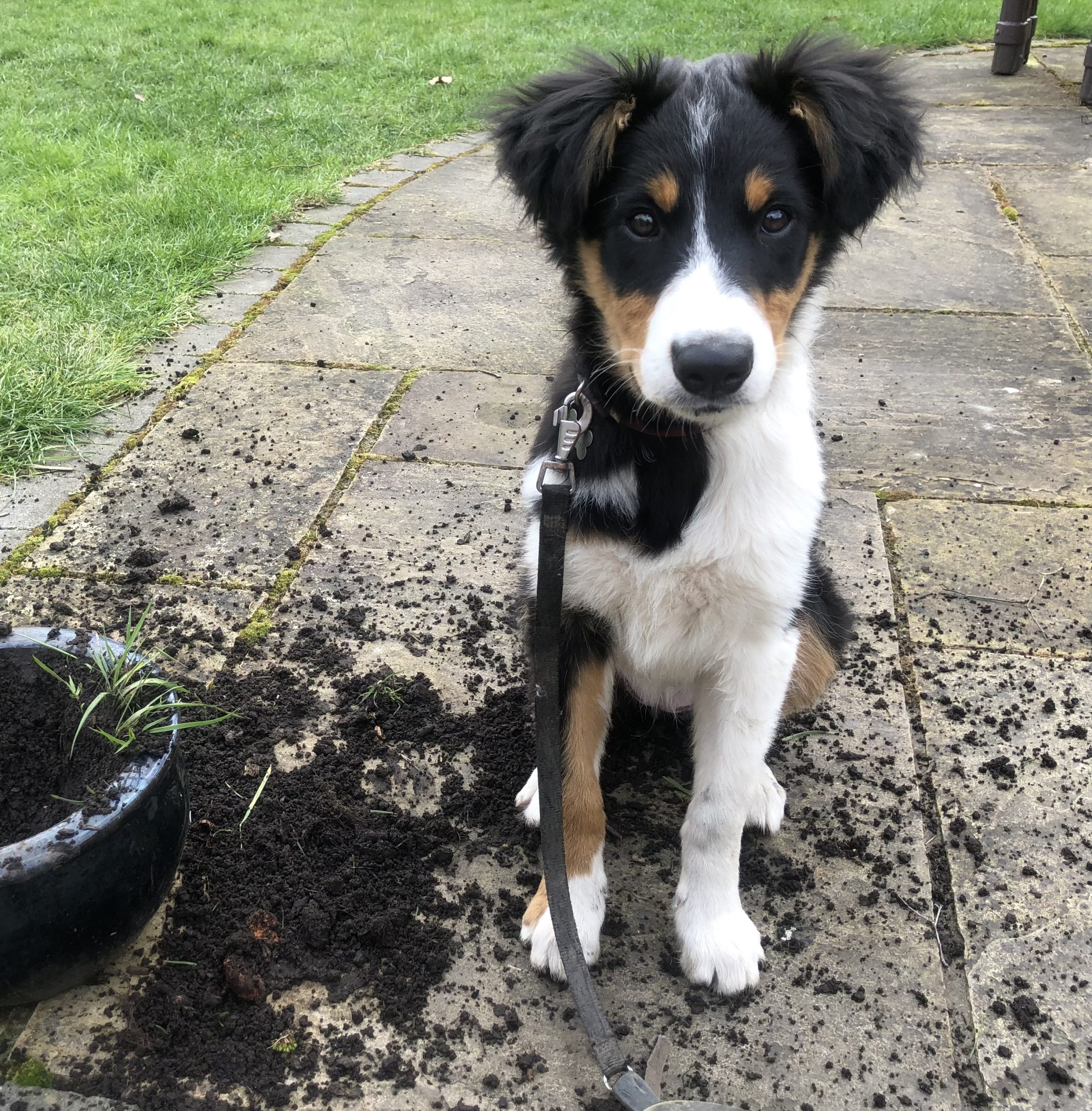 Merry the border collie